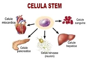 celulaStem